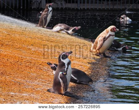 Humboldt Penguin (scientific Name: Spheniscus Humboldti), Also Known As Chilean Penguin, Peruvian Pe