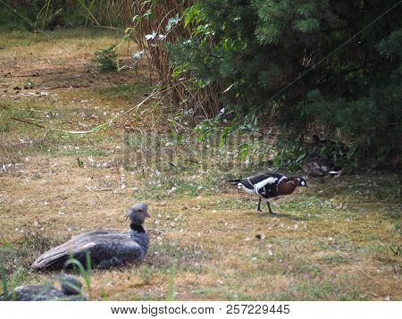 Photography Of A Southern Screamer (scientific Name: Chauna Torquata)