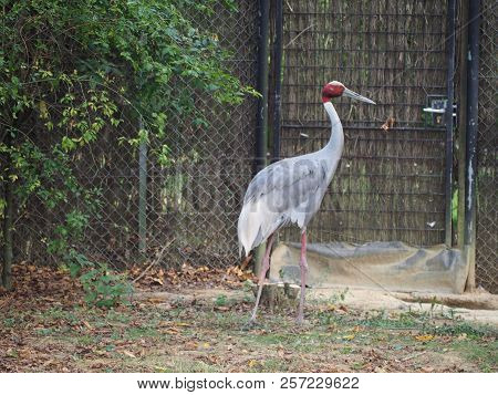 Photography Of A Sarus Crane (scientific Name: Antigone Antigone)