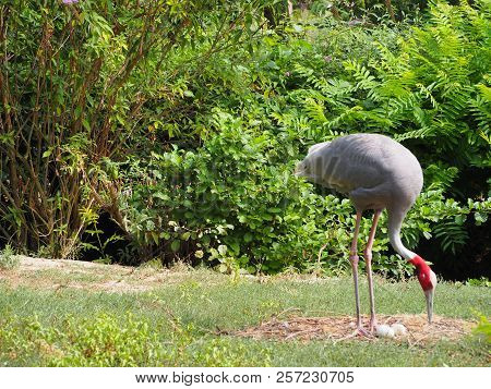 Photography Of A Sarus Crane (scientific Name: Antigone Antigone)