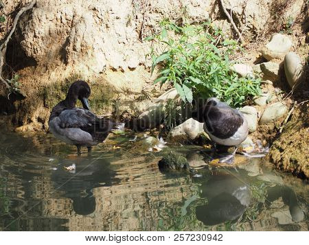 Photography Of A Greater Scaup (scientific Name: Aythya Marila)
