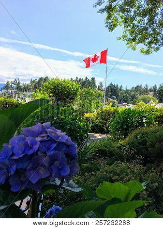 A Canada Flag Flying Vallantly In The Background With Purple Hydrangeas In The Foreground