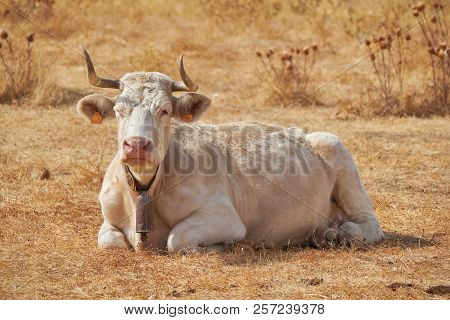 Charolais Cow, Ruminating After Grazing In The Dehesas Of Extremadura. Spain