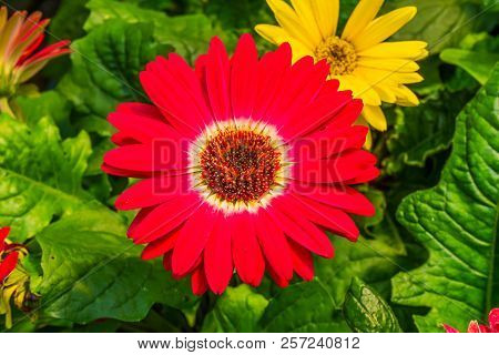 Red Barberton Daisy Gerbera Jamesoni Asterceae Flower Perrenial