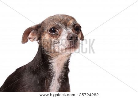 กลัวหมา Chihuahua น้อย