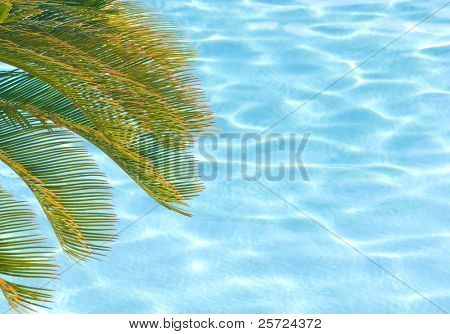 Palm træ filialer resten over swimmingpool