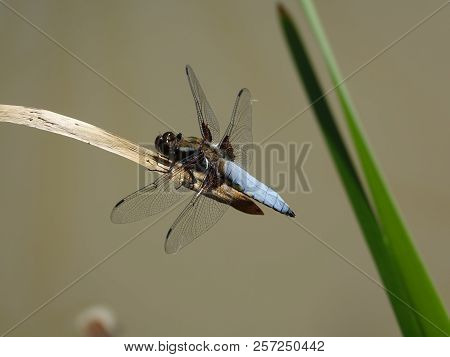 Male Broad Bodied Chaser Dragonfly (libellula Depressa)