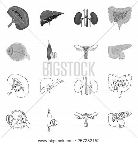 Isolated Object Of Body And Human Logo. Set Of Body And Medical Stock Vector Illustration.