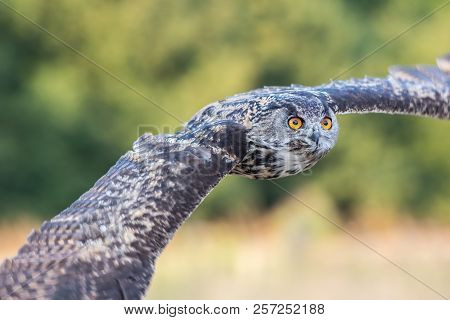 European Eagle Owl (bubo Bubo) In Flight. Eagle-owl Flying With Wings Outstretched. Stealthy Predato