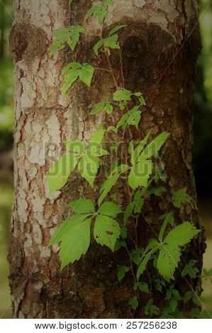 Virginia Creeper Vine Creeping Up Tree Trunk