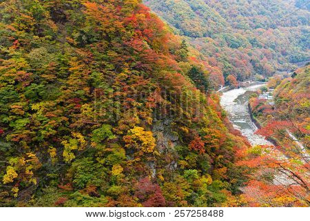 Autumn forest and river in Japan