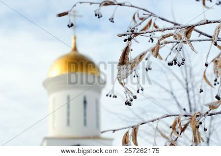 Old Frozen Fruits Of Tilia Platyphyllos In The Garden Of The Monastery.