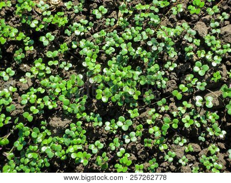 Young Green Shoots Of Sinapis Arvensis Top View.