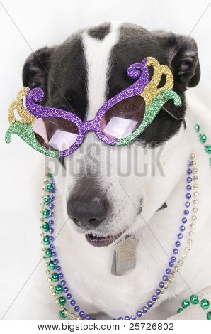 mücevher muhteşem görünümlü köpek