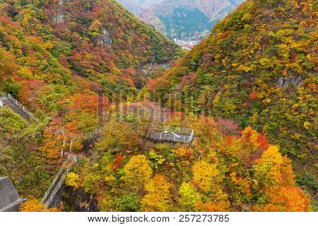 Forest in autumn