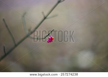 Glorious Antigonon Leptopus, Mexican Creeper, Coral Vine, Bee Bush Or San Miguelito Vine, Is A Speci
