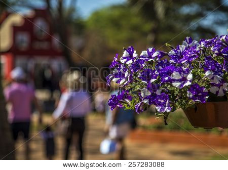 Petunia Flower Plant Foliage