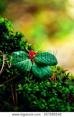Red Poisonous Berries, Wolf Berries, Belladonna, Wolfhound, On Green Moss In Autumn Forest