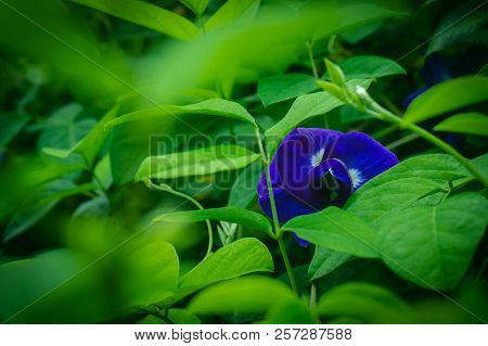 Butterfly Pea On The Tree With Purple Flowers Cut With Green Leaves