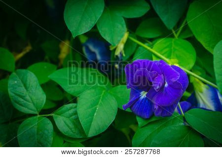 Butterfly Pea On The Tree With Purple Flowers Cut With Green Leaves.