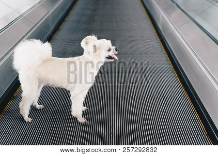 Dog Travel On Travolator For Journey At Station
