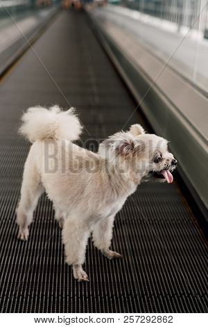 Dog Travel On Travolator For Journey At Station