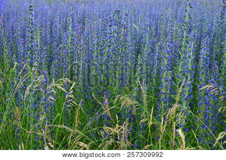 Beautiful Salvia Superba In Summer On Meadow