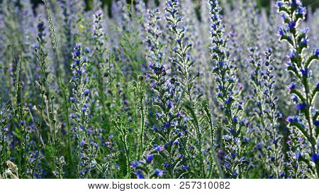 Beautiful Salvia Superba In Summer In Backlight