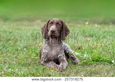 German Shorthaired Pointer, German Kurtshaar One Spotted Puppy  Lying On Green Grass, Looking Straig