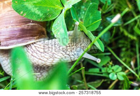 Big Snail In The Grass, Macro Photography, Cochlea