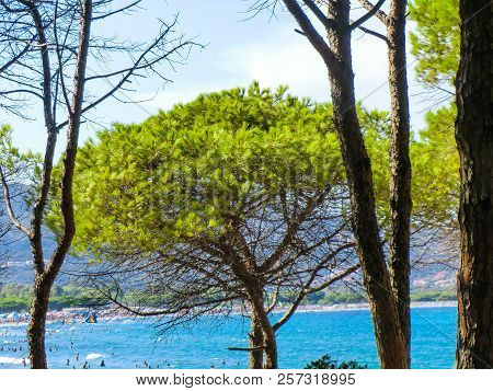 Pines At The Beach Of Porto Ainu, Near Budoni, Gallura, East Sardinia, Sardinia, Italy, Europe