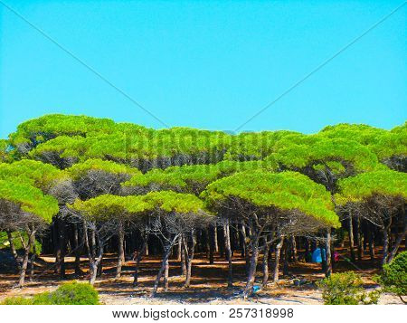 Pines At The Beach Of Porto Ainu, Near Budoni, Gallura, East Sardinia, Sardinia, Italy, Europe