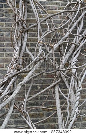 Clambering Tree At The Old Brick Wall