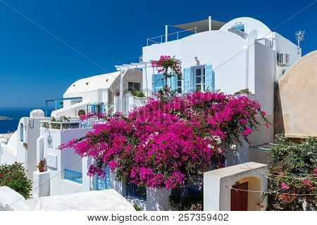 Oia, Greece - August 2018: Traditional White Greek House With Blossoming Bougainvillea Flowers At Sa