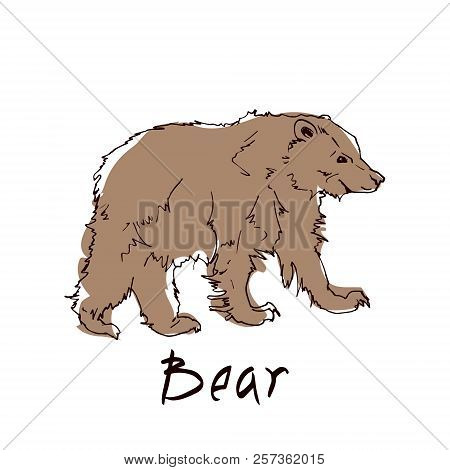 Brown Bear Side View Close-up On White Background. Wild Animal Stands On Four Paws. Vector Illustrat