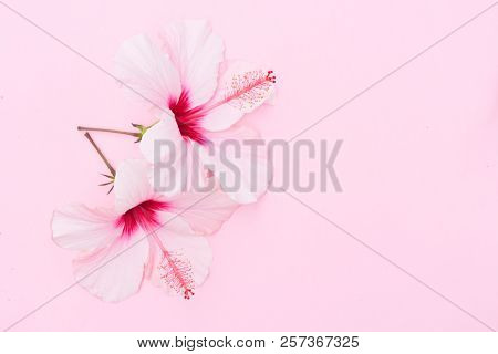 Wellness Background With Two Hibiscus Fresh Flowers On Pink