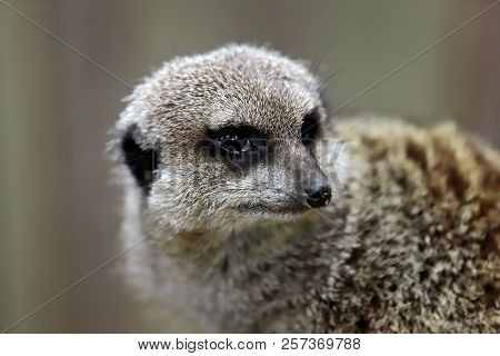 Portrait Of Sitting Wild African Meerkat (suricata Suricatta). Photography Of Nature And Wildlife.