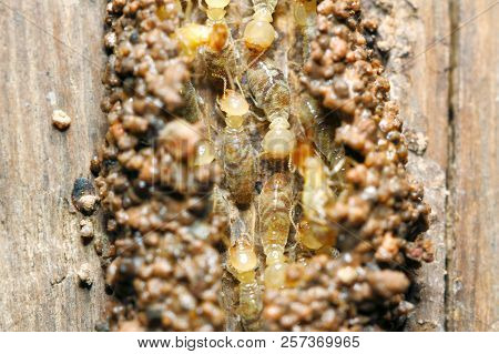 Termites Worker (globitermes Sulphureus) Build A Soil Tunnel On Wood Structure