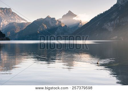 White Swan Floating On The Traunsee Lake At Sunrise. Austrian Alps, Europe. Autumn Landscape
