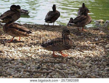 Photography Of A Yellow-billed Duck (scientific Name: Anas Undulata)