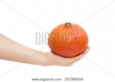 Orange Pumpkin In Female's Hand On White Background. Woman's Hand Holding Pumpkin. Isolated On White