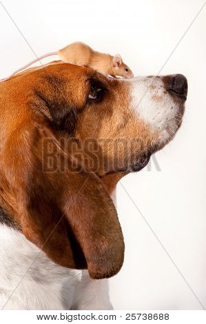 Hund og mus