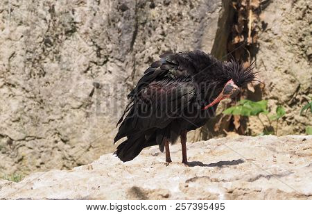 Photography That Is Showing A Northern Bald Ibis (scientific Name: Geronticus Eremita)