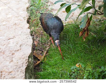 Photography That Is Showing A Northern Bald Ibis (scientific Name: Geronticus Eremita)