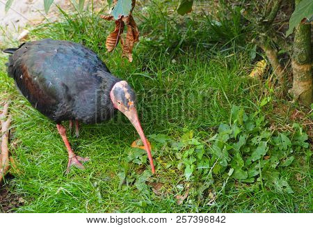 Photography That Is Showing A Northern Bald Ibis (scientific Name: Geronticus Eremita)