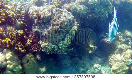 Fish-surgical Akantnuridae, Seabreams And Swim Around A Bright Colored Coral Reef In The Red Sea In
