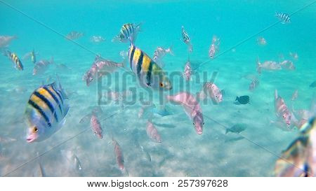 Fish-surgical Akantnuridae, Seabreams And Swim Around A Bright Colored Coral Reef In The Red Sea In