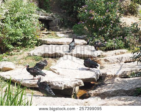 Photography That Is Showing A Northern Bald Ibis (scientific Name: Geronticus Eremita)