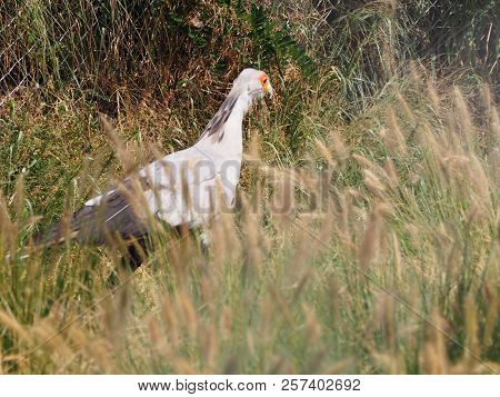 Photography That Is Showing A Secretary Bird (scientific Name: Sagittarius Serpentarius)