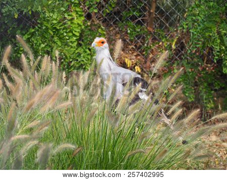 Photography That Is Showing A Secretary Bird (scientific Name: Sagittarius Serpentarius)